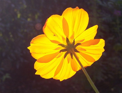 Backlit Flower