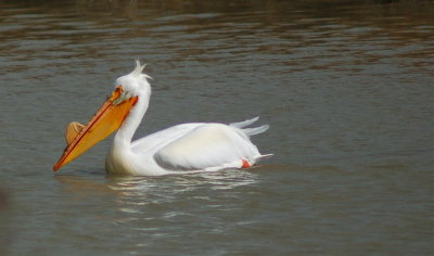 White Pelican