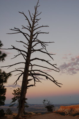 Bryce tree.JPG