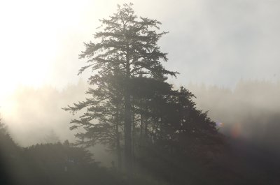 The Foggy Foggy Dew