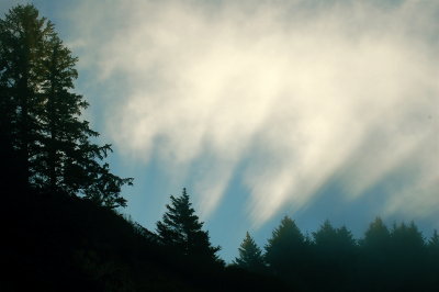 Tree shadows.JPG