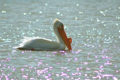 Pelican