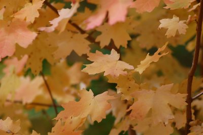 Maple Leaves.JPG