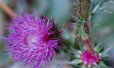 thistle.JPG