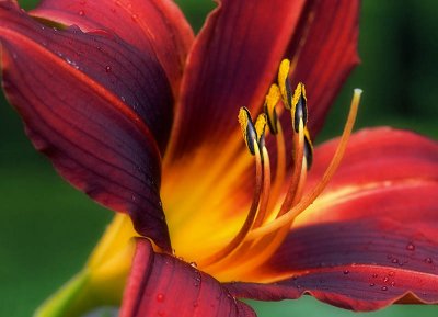 20070625-DayLily002a.jpg