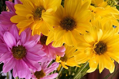 20070515-Flowers001b.jpg