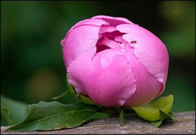 Peony.jpg
