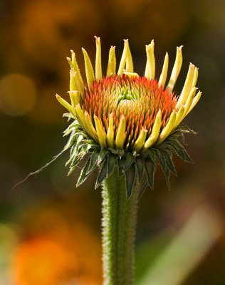 20070712-Echinacea003.jpg