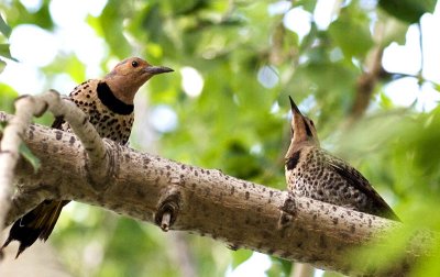 20070712-NorthernFlicker001.jpg