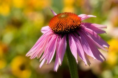 20070718-Echinacea006.jpg