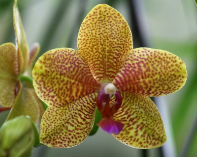 06 Orchid 03.jpg