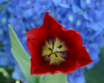 aa Red Flower Blue background.jpg