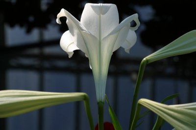 aa White Lily 4x6.jpg