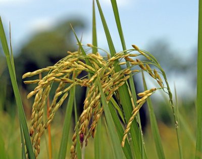 Rice Grains close up