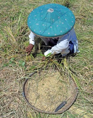 elderly woman scraping for rice grains