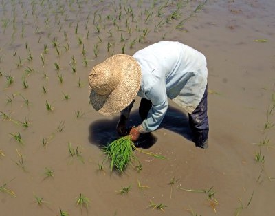 planting rice