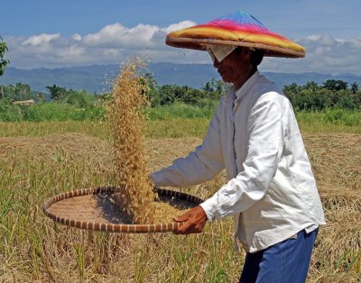 winnowing rice with mountains in background