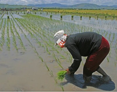 planting rice 01