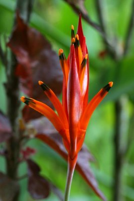 false bird of paradise flower