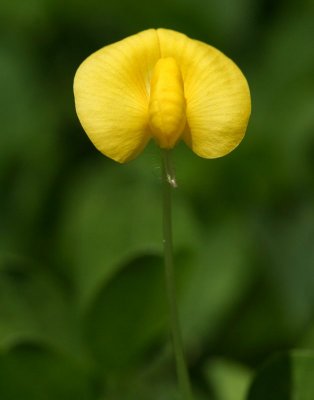 peanut ground cover