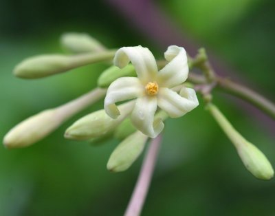 male papaya flower