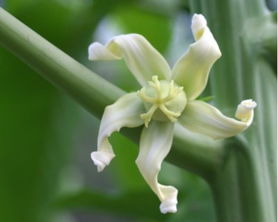 Female Papaya flower - the one that makes fruit