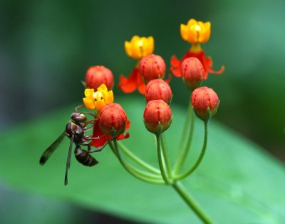 wild mountain flower w bee from Buguin Ambaguio