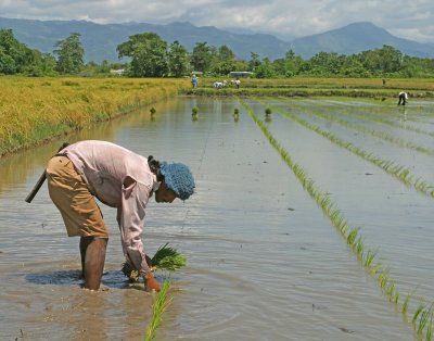 planting a row of rice using string as a guide