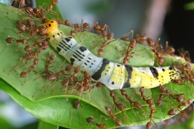 weaver ants attack colorful caterpillar