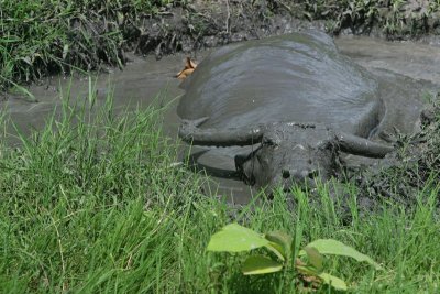 water buffalo cooling off