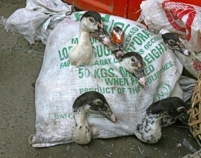 Live ducks in a bag