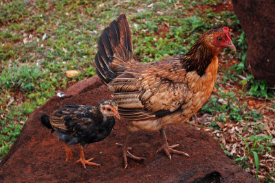 Chickens everywhere