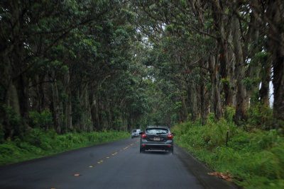 The Tree Tunnel
