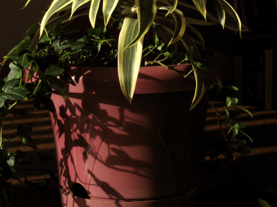 in the sun