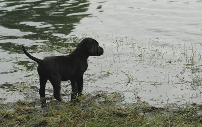 pond watch