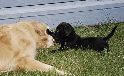 romp with big dog 0