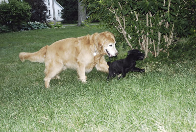 romp with big dog 1