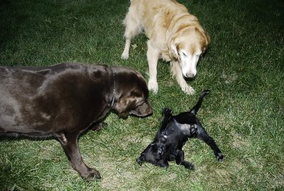 romp with big dog 2