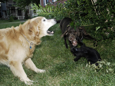 romp with big dog 5