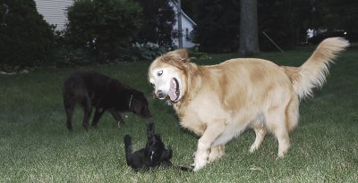 romp with big dog 6
