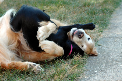 pups_07 5