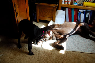 pups_07 5b