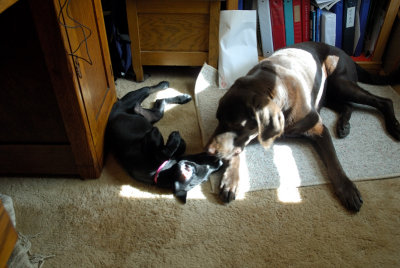 pups_07 29b