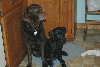 Shorthairs
