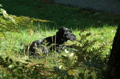 lone campsite dog