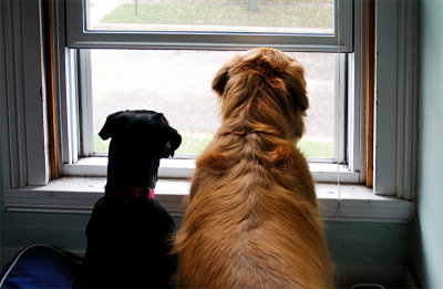 more window dogs