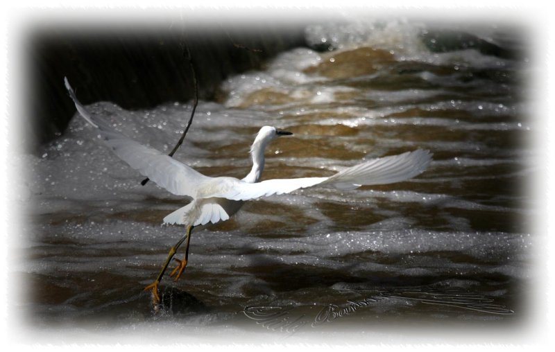 Snowny egret flight.jpg