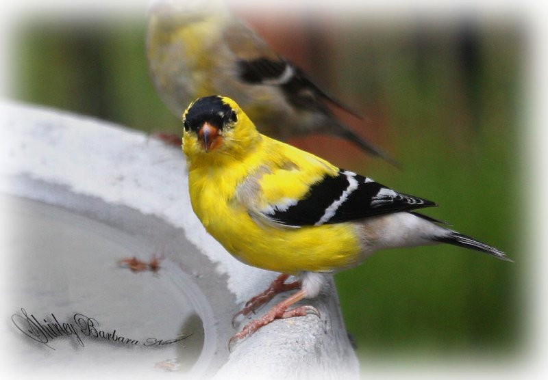Yellow finch male breeding.jpg