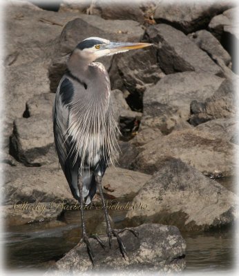 Great blue heron resting.jpg