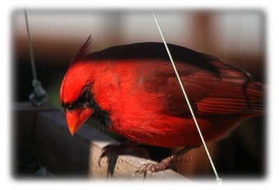 Cardinal feeding.jpg